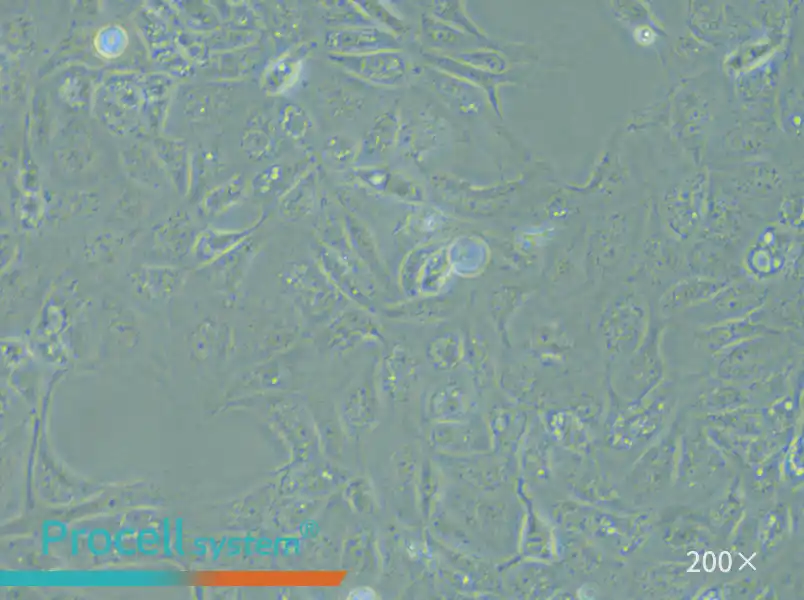 MDCK [NBL-2] Cell Complete Medium - small - 4