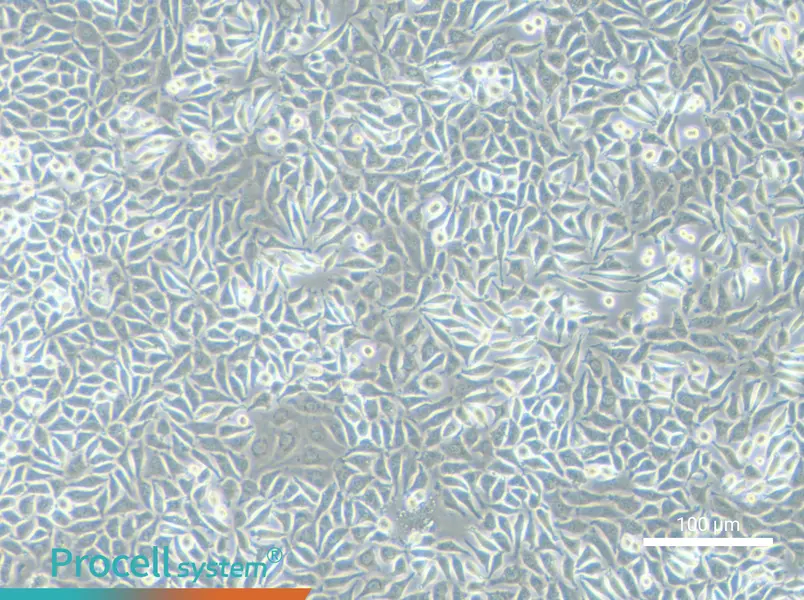 NCTC clone 929 Cell Complete Medium - 2