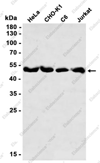 Recombinant RBBP4 Monoclonal Antibody - 1