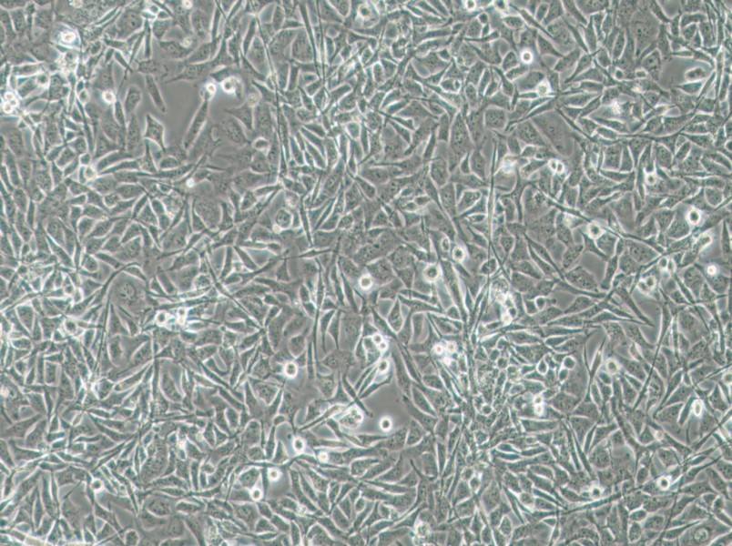 MO3.13 Cell Complete MediumMO3.13 Cell Complete Medium - 2