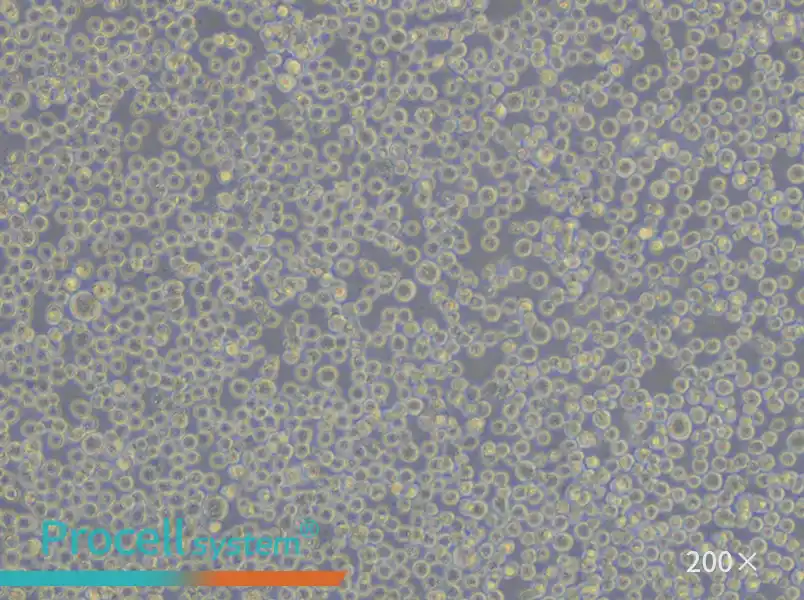 Daudi Cell Complete Medium - 5