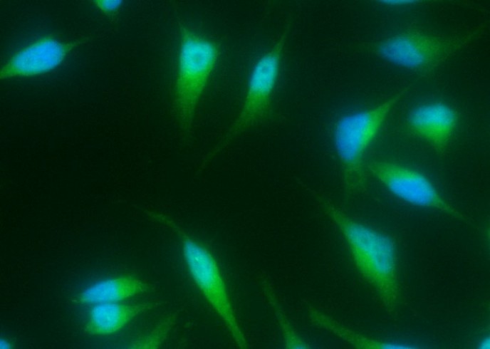 BMP-2 Monoclonal Antibody - small - 2
