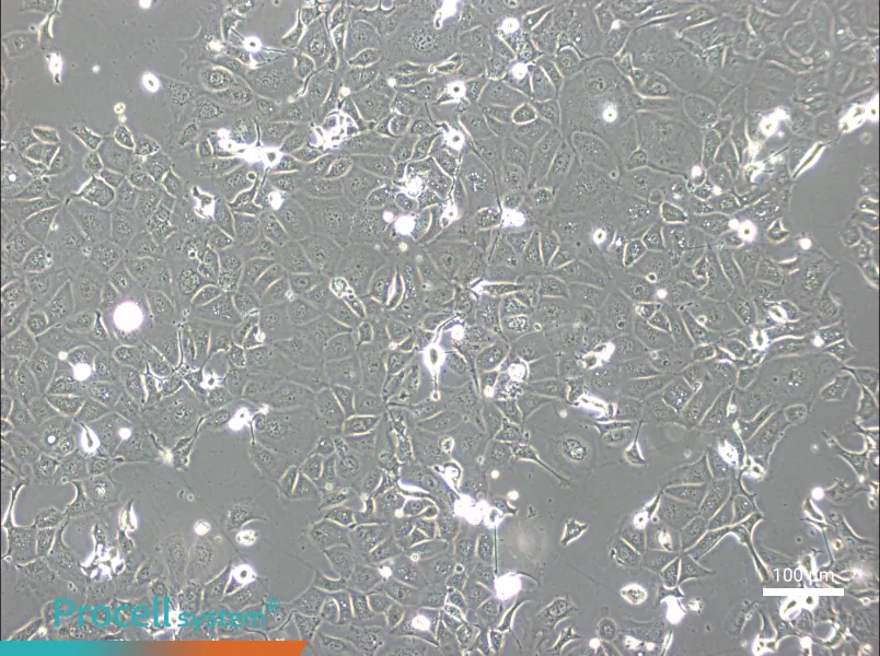 NCI-H1693NCI-H1693 - 3