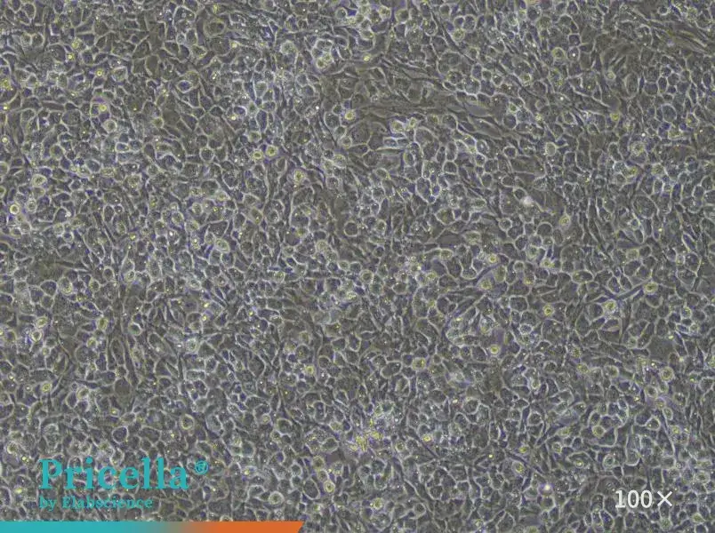 Rat Articular Chondrocytes Isolation and Culture Kit - small - 2