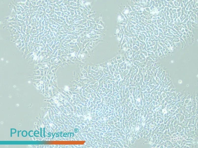 DYR0100 Cell Complete Medium - 2
