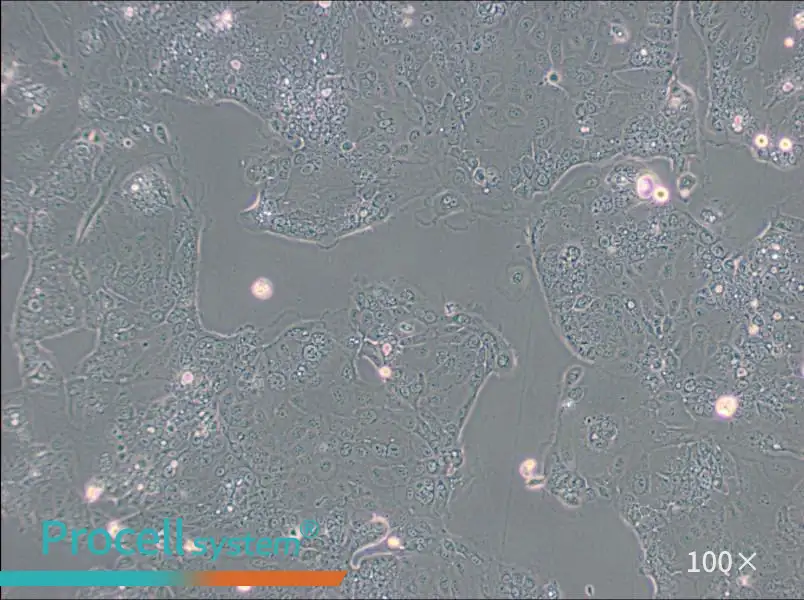 HPAF-II Cell Complete Medium - 2