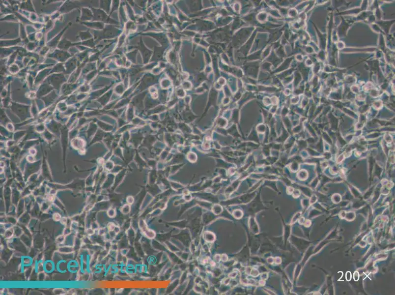 CBRH-7919 Cell Complete Medium - small - 5