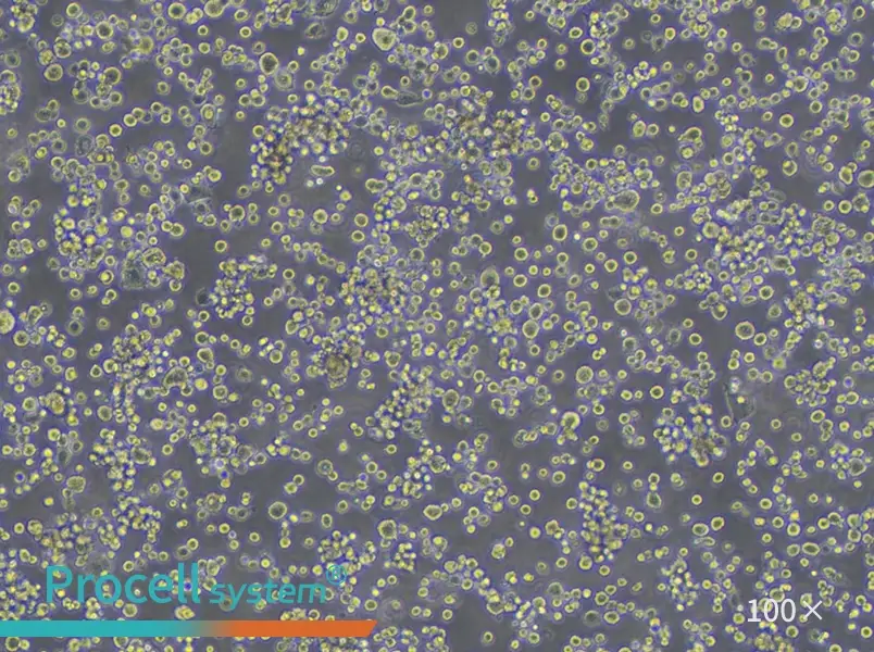 NR8383 Cell Complete Medium - 1