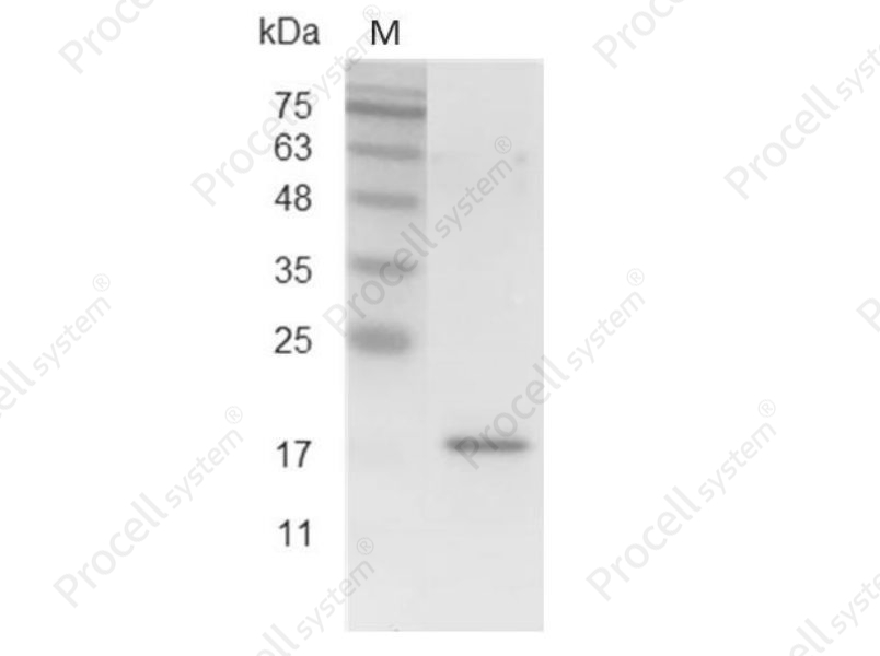 TWEAK/TNFSF12, Mouse, Recombinant