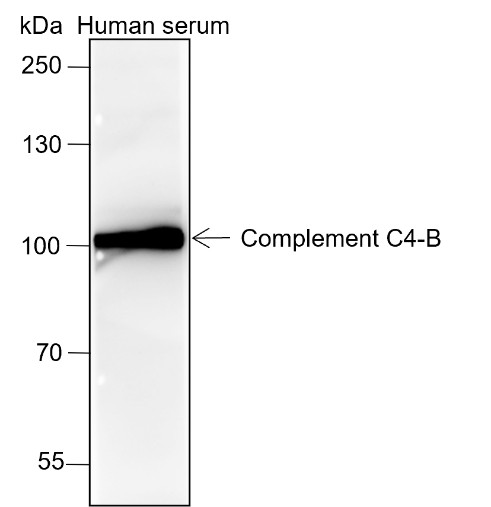 Recombinant Complement C4-B Monoclonal Antibody-searchlist-1