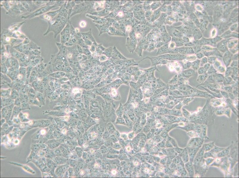 UMR-106 Cell Complete Medium - 6