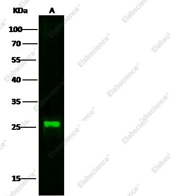 Cystatin 7/CST7 Monoclonal Antibody - 1