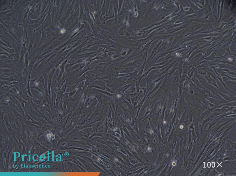Rat Hepatic Stellate Cell Isolation and Culture Kit - small - 4