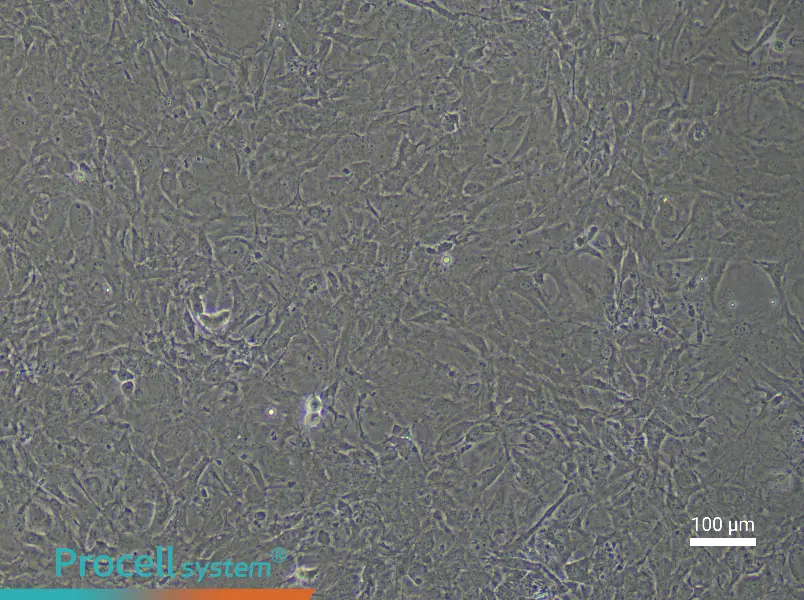 Mouse Corneal Stromal Cell Complete Medium - 1