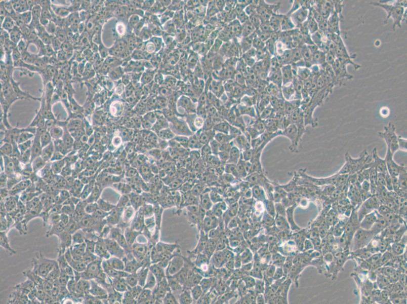 293FT Cell Complete Medium - 5