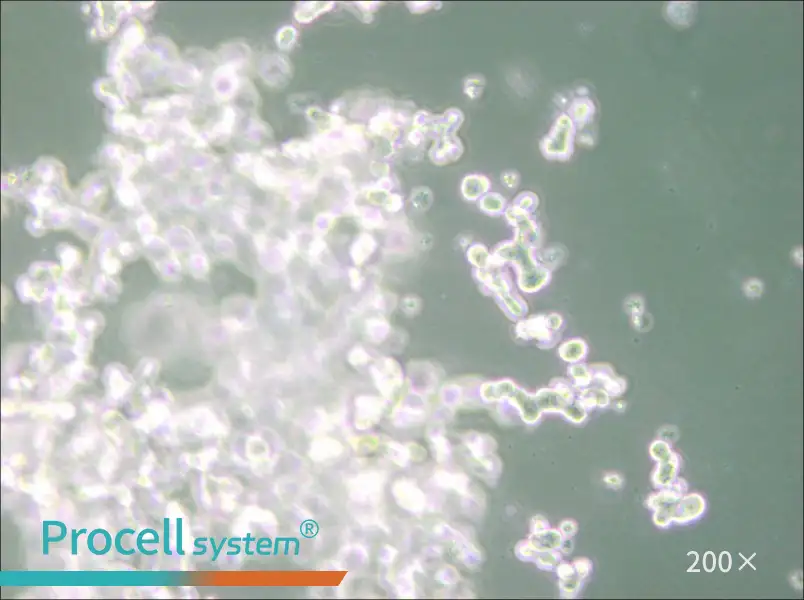 DU4475 Cell Complete Medium - small - 5