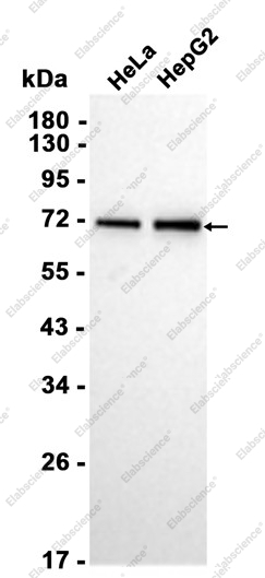 Recombinant SAMHD1 Monoclonal Antibody - 2