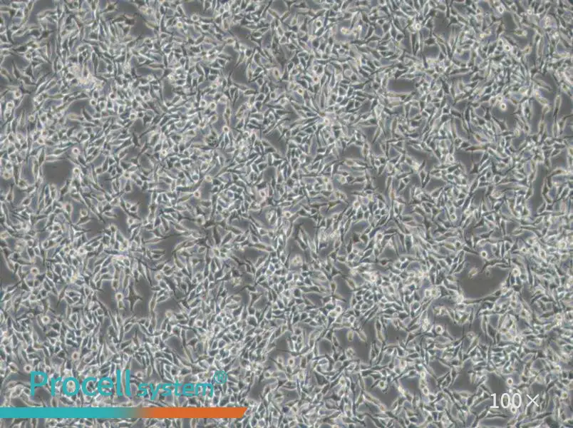 RKO-AS45-1 Cell Complete Medium - 3