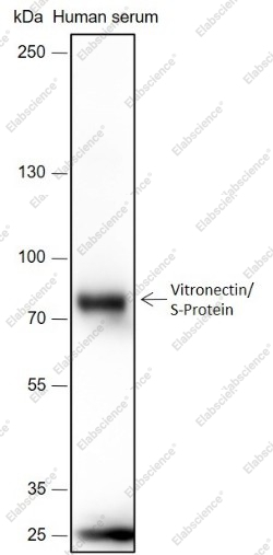 Recombinant Vitronectin/S-Protein Monoclonal Antibody - 1