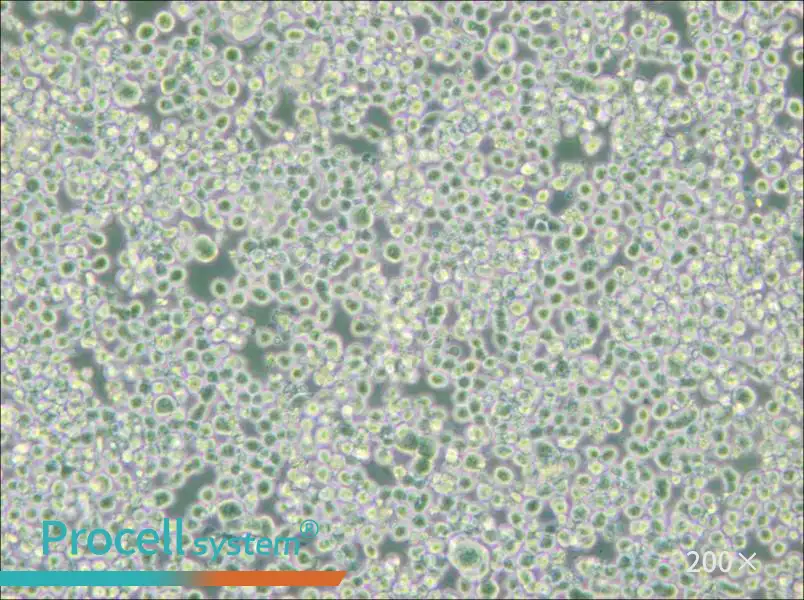 RPMI 8226 Cell Complete Medium - small - 6