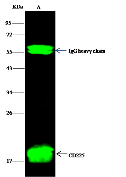Recombinant IFITM1 Monoclonal Antibody - small - 2
