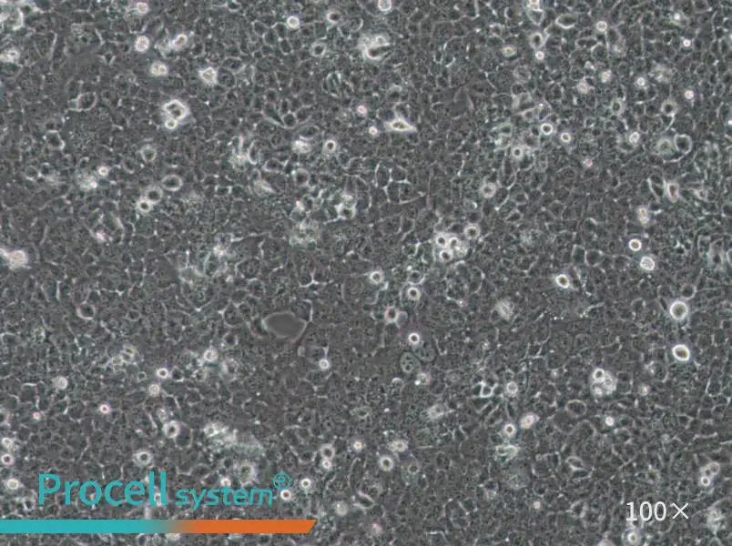 JHH-7 Cell Complete Medium - 2