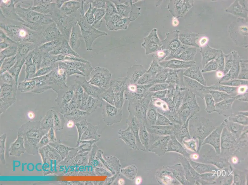 NCI-H1563 Cell Complete Medium - 5