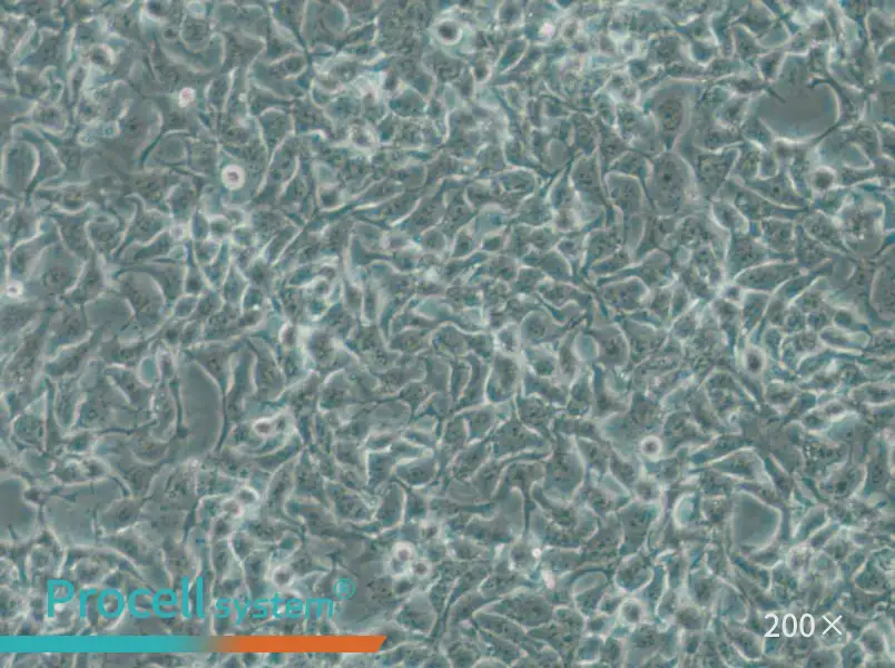 CAL-33 Cell Complete Medium - 6