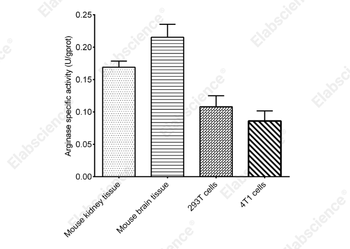 Arginase Activity Colorimetric Assay Kit - 2