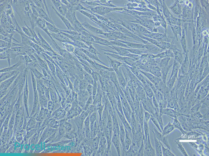 Porcine Adipose-Derived Mesenchymal Stem Cell Complete Medium - 6