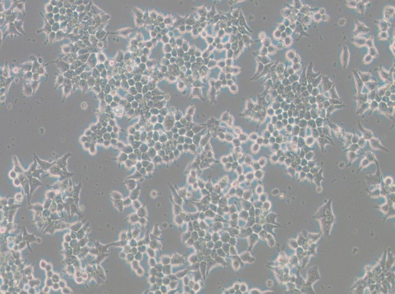 266-6 Cell Complete Medium - small - 5