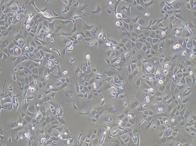 SW 1990 (L15) Cell Complete Medium - 3