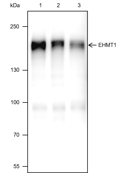 Recombinant EHMT1 Monoclonal Antibody-searchlist-1