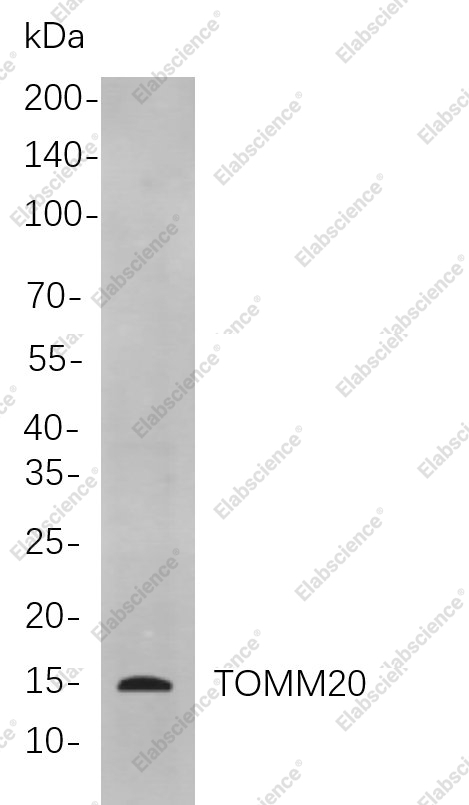 Recombinant TOMM20 Monoclonal Antibody - 1