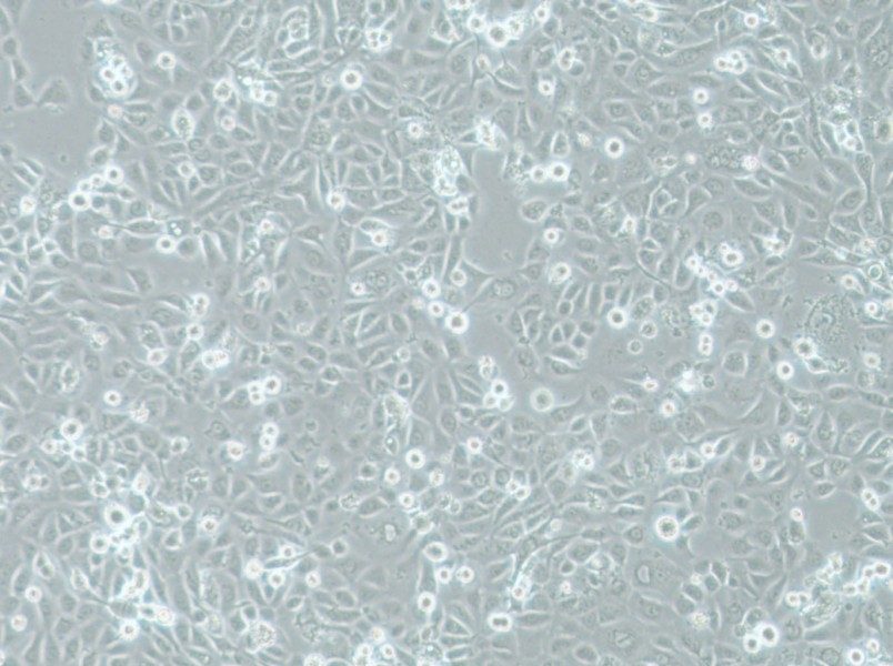 COLO-680N Cell Complete MediumCOLO-680N Cell Complete Medium - 3