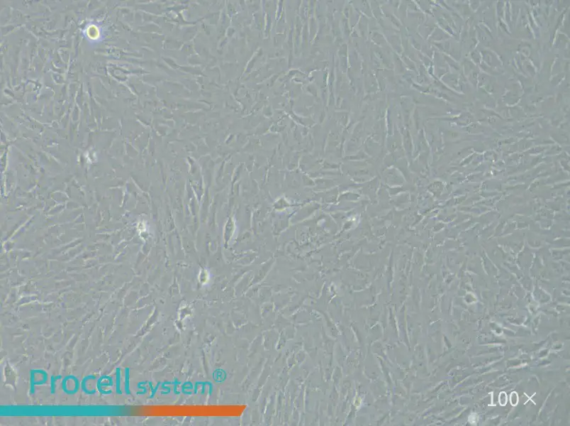 KGN Cell Complete Medium - 2