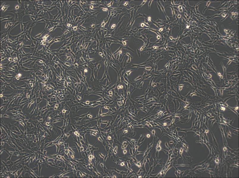 C6 Cell Complete Medium-searchlist-1