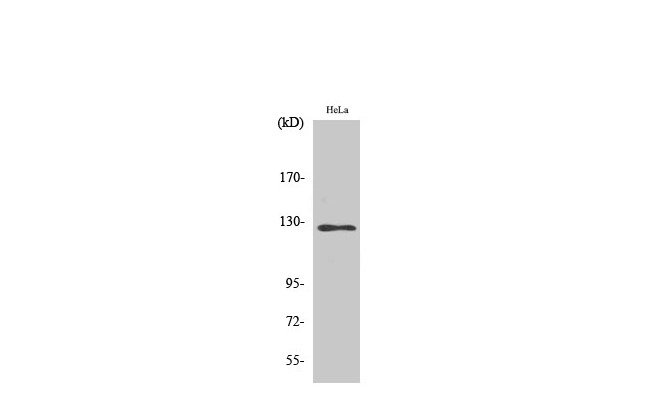 Western Blot analysis of Hela cells using SMG7 Polyclonal Antibody at dilution of 1:2000.