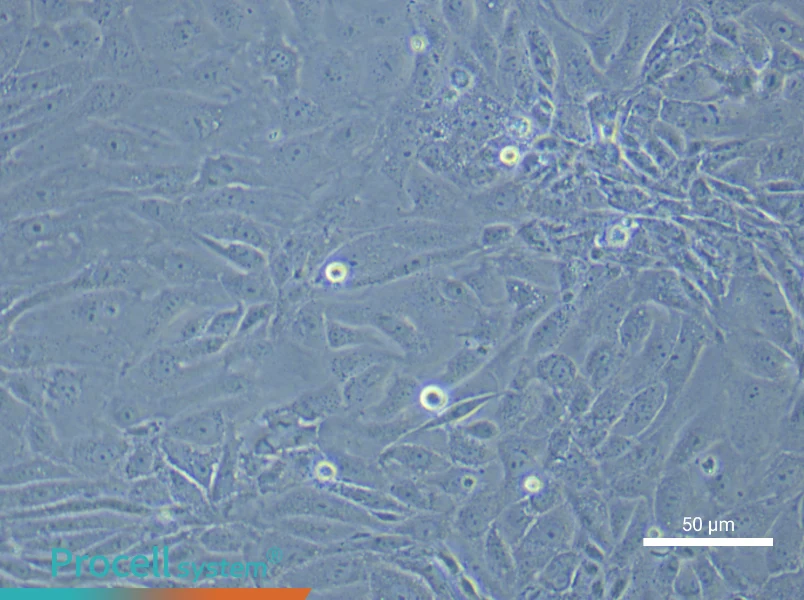 Mouse Prostate Epithelial Cell Complete Medium - 6