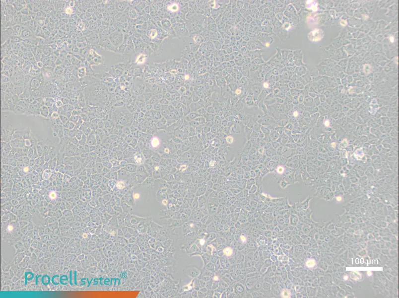 AML12 Cell Complete Medium - 1