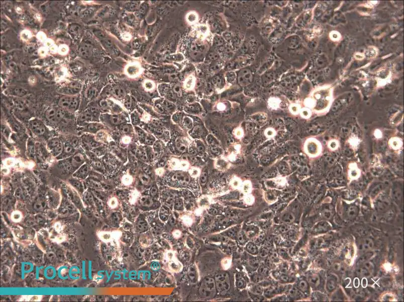 HTh83 Cell Complete Medium - 6