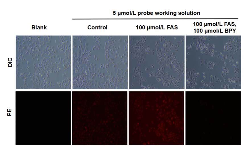 Cell Ferrous (Fe2+) Fluorometric Assay Kit - 2