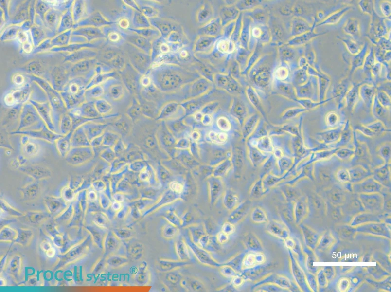 NCI-H1373 Cell Complete MediumNCI-H1373 Cell Complete Medium - 5