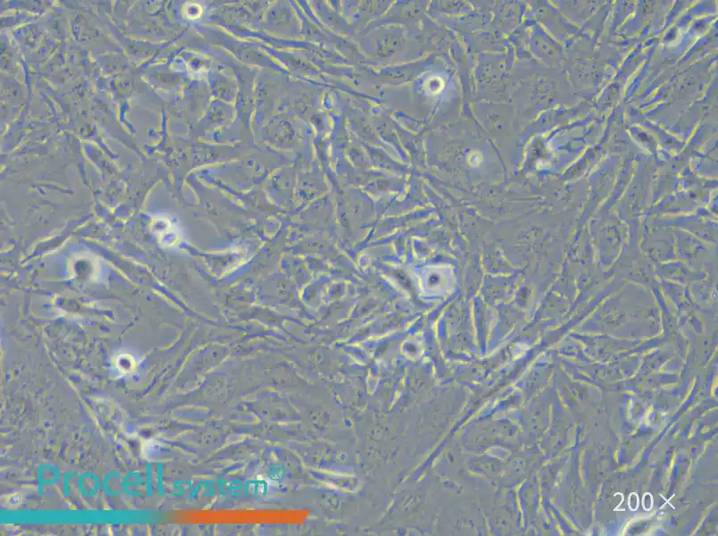 U251 Cell Complete Medium - small - 4