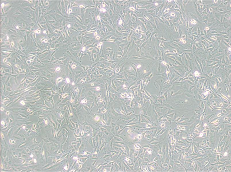 KTC-1 Cell Complete MediumKTC-1 Cell Complete Medium - 2