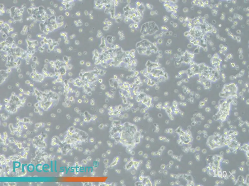 ECC12 Cell Complete MediumECC12 Cell Complete Medium - 2