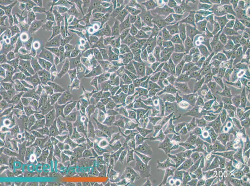 Hela 229 Cell Complete Medium - small - 6