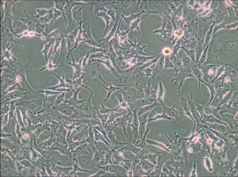 B16-F0 Cell Complete Medium - 4