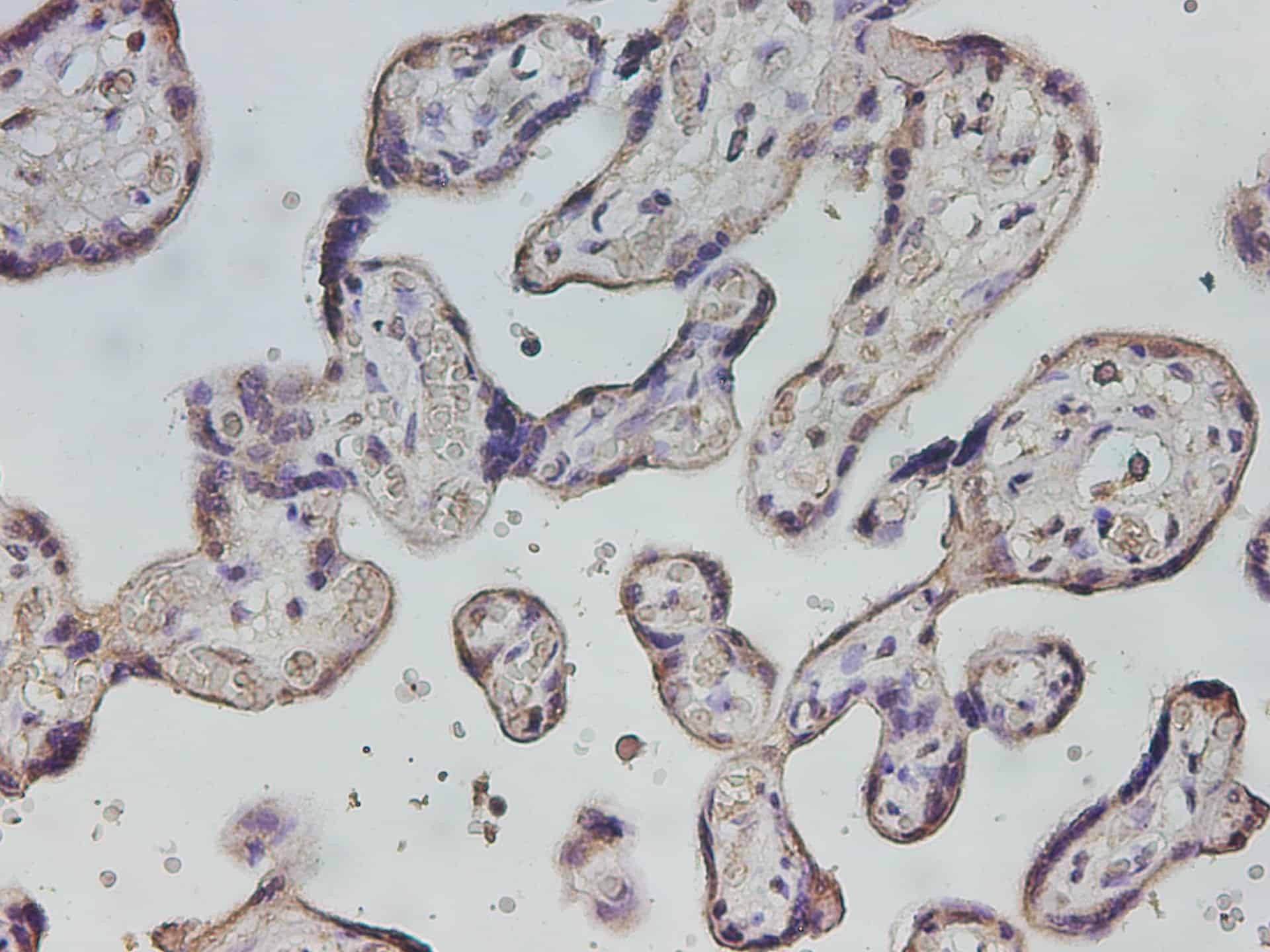 PE Rat IgG2a, λ Isotype Control[B39-4]-产品推荐-1