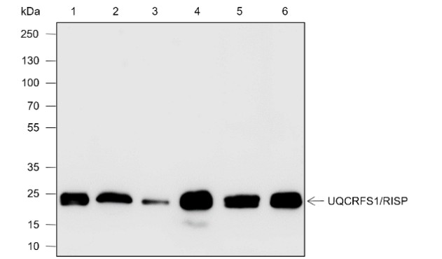 Recombinant UQCRFS1/RISP Monoclonal Antibody-searchlist-1